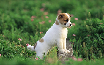 Pretty dog , Puppies, Funny pet HD wallpaper