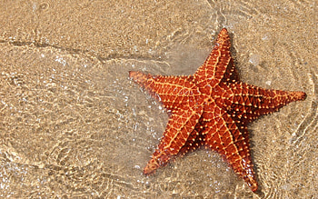 Sea Stars , Backgrounds, Sea Star, Animal HD wallpaper
