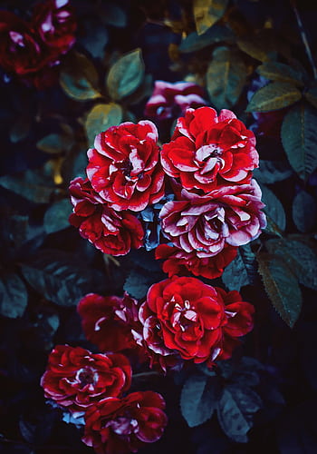 Beautiful close-up of vibrant red roses with lush green leaves in a garden setting. HD phone wallpaper