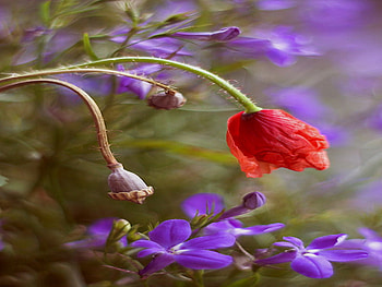 poppy, purple, bud, red, flower HD wallpaper
