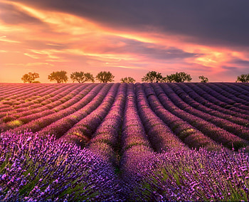 Lavender fields, Clouds HD wallpaper