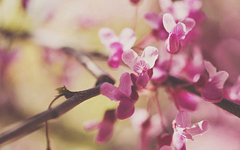 Plant, Macro, Light, Branch, Light Coloured HD wallpaper