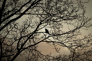 Animals, Bird, Branches, Bw, Chb, Crow HD wallpaper