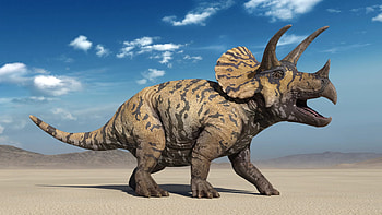 Triceratops, Herbivorous dinosaur, Dinosaur facts, Tri-horned creature HD wallpaper