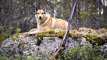 Animals, Dogs HD wallpaper