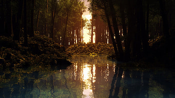 swamp, mist, reflection, forest HD wallpaper