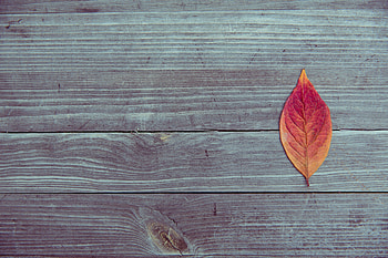 Leaf On Wood Plank Table, leaf, wood, graphy, table HD wallpaper