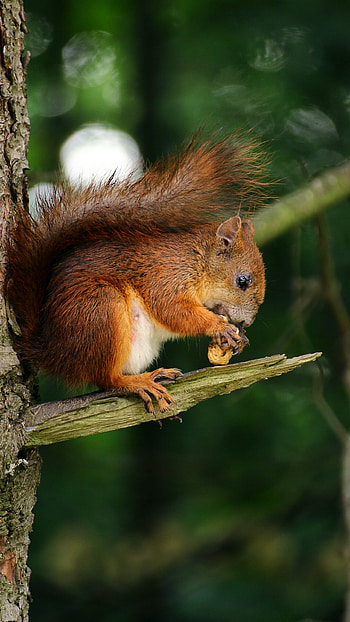 Brown squirrel on branch, Nut-eating animal HD phone wallpaper