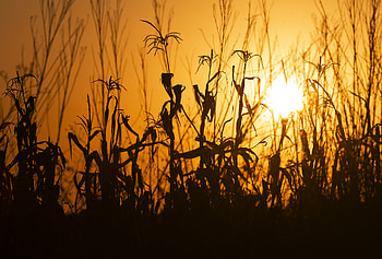 Nature, Sunset, Grass, Silhouette, Ears, Spikes HD wallpaper