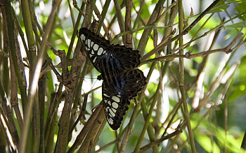 Plant, Macro, Branches, Insect, Butterfly HD wallpaper