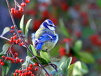 Beautiful Bird, cool, beautiful, bird HD wallpaper