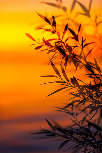 Nature, Sunset, Leaves, Twilight, Branches, Dusk HD phone wallpaper