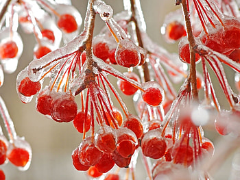 Plants, Berries HD wallpaper