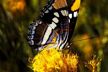 Butterfly, animal, wings, flower HD wallpaper