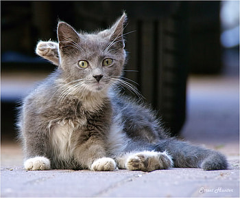 yoga master for jasnas, master, cat, yoga, animals HD wallpaper