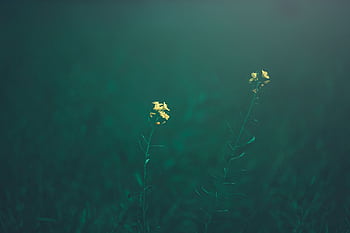 Moody graphy of a minimalist yellow flower in a green field against a blurred background. HD wallpaper
