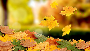 Plants, Autumn, Leaves HD wallpaper