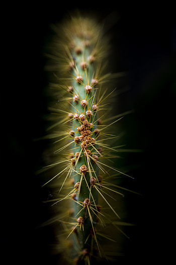 Needle, Macro, Cactus, Thorns, Prickles HD phone wallpaper
