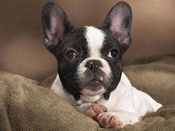 Animals, Dogs HD wallpaper