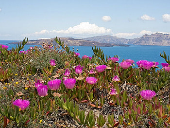 Caldera Santorini, sea, island, caldera, flowers, santorini HD wallpaper