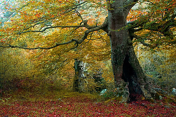 Forest giant, orange red, yellow, fall colors, branches, leaves on ground, autumn, forest, tree HD wallpaper