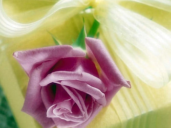 Pink rose, flowers, roses HD wallpaper