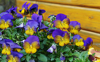 Pansies, spring, flower, panselute, blue, pansy, yelow HD wallpaper