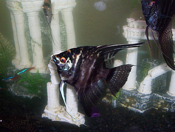 BLACK ANGEL, angel, fish, aquarium, angelfish HD wallpaper