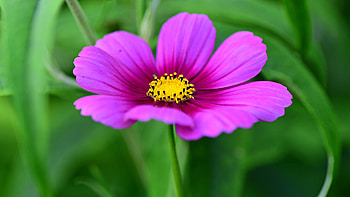 Cosmo, summer, pink, flower, garden, floral, blosssom, spring, Firefox theme HD wallpaper