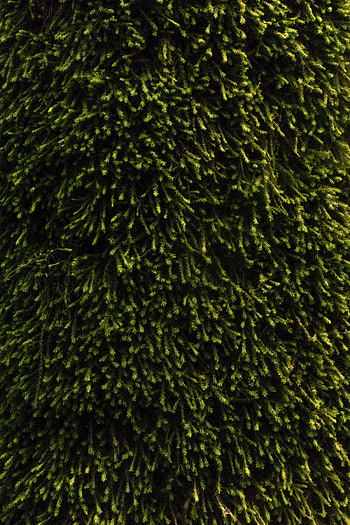 Nature, Texture, Surface, Vegetation, Moss HD phone wallpaper