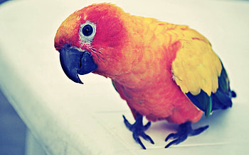 Animals, Parrots, Bird, Beak, Multicolored, Motley HD wallpaper