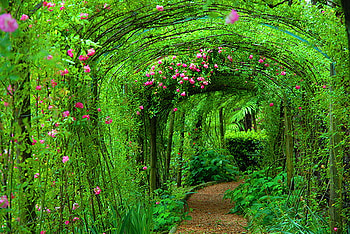 Vines, pathway, arches, roses, green, spring HD wallpaper