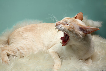 Animals, Cat, Aggression, Wool, Mat, Rug HD wallpaper