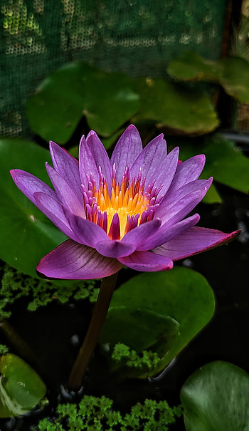 Water lily, lily1, flower2 HD phone wallpaper