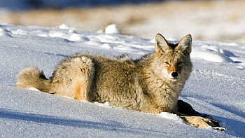 Animals, Snow, Fox, Light, Hunt, Hunting HD wallpaper