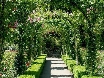 Rose Garden Bower, leaves, flowers, sidewalk, scrubs HD wallpaper