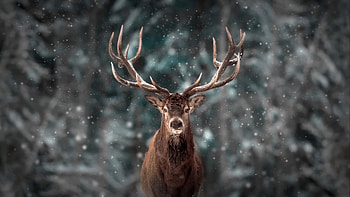 Reinderr Snow , reindeer, snow, animals HD wallpaper