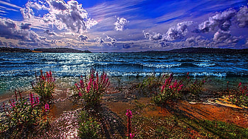Early Morning at the lake, sky, flowers, shore, plants, clouds, water HD wallpaper