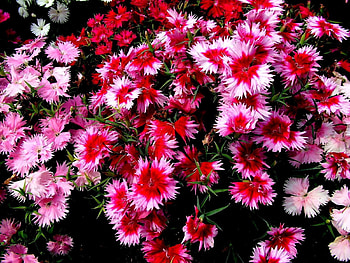 Flowers, Carnations, Small, Different, Variegated, Mottled HD wallpaper