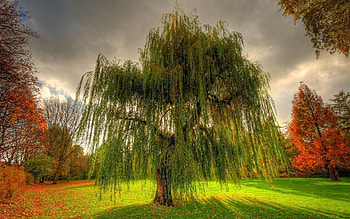 Nature, Branches, Branch, Field, Overcast, Mainly Cloudy, Meadow, Willow HD wallpaper