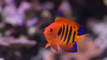 Angelfish , Shared by Michelle, Aquatic beauty, Stunning HD wallpaper