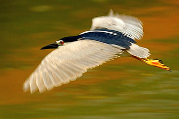 Bird in Sky, in sky, beautiful, bird HD wallpaper