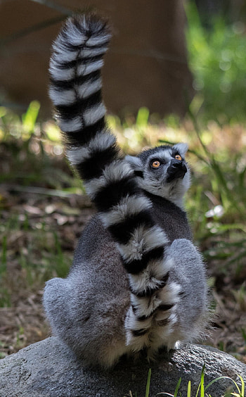 Ring Tailed Lemur, Animals, Cool lemurs, Cute animals HD phone wallpaper