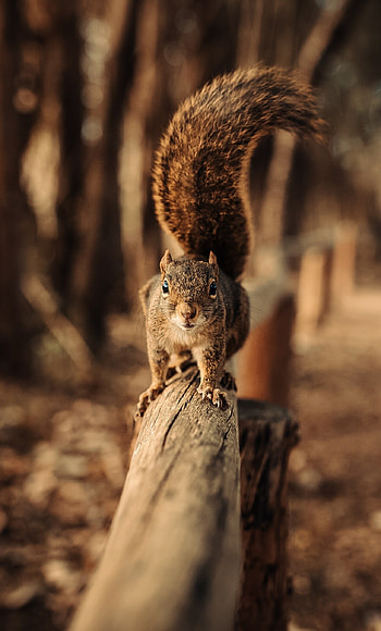 Fence-walking squirrel, wildlife graphy, -perfect shot, Nature's balance HD phone wallpaper