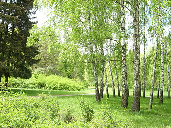 Landscape, Trees HD wallpaper