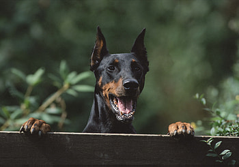 Animals, Dog, Fence, Security, Protection HD wallpaper