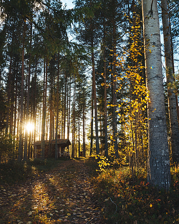 Nature, Trees, Privacy, Seclusion, Forest, Small House, Lodge, Coziness, Comfort HD phone wallpaper