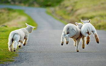 Sheep close-up, Soft fur, Peaceful animal, for sheep enthusiasts HD wallpaper