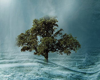 tree 3, nature, water, tree HD wallpaper