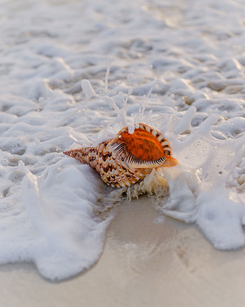 Sand, Macro, Foam, Surf, Shell HD phone wallpaper